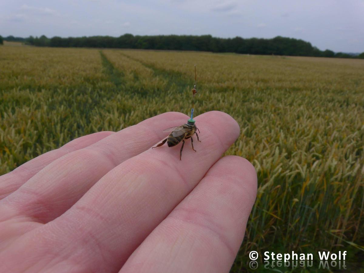 An-Intrepid-Bee-Fitted-with-Radar-Transp