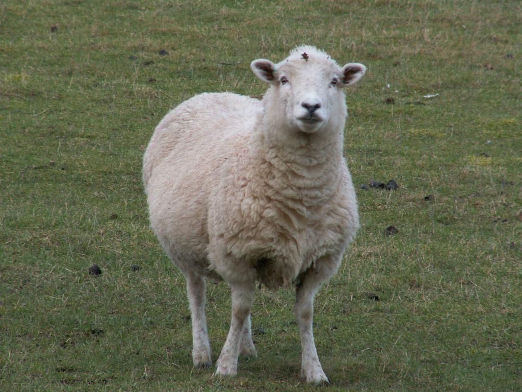 Schaf bei Woodhenge1