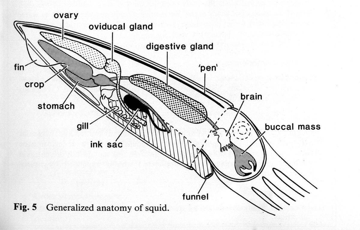 squidanatomy