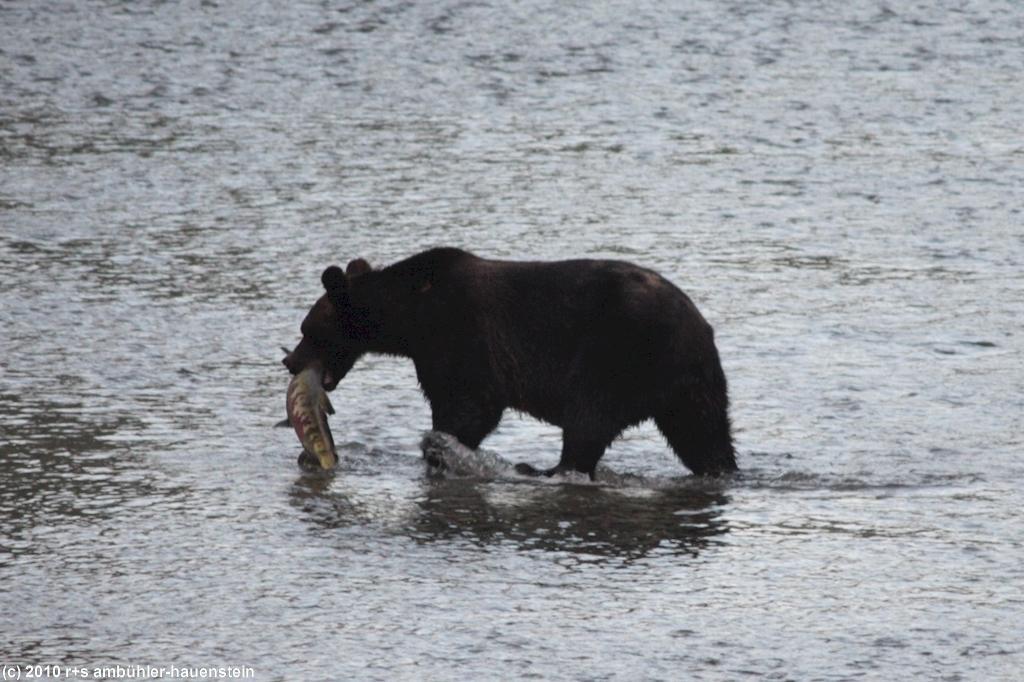 hyder fish-creek-wildlife-site baer-1 bi