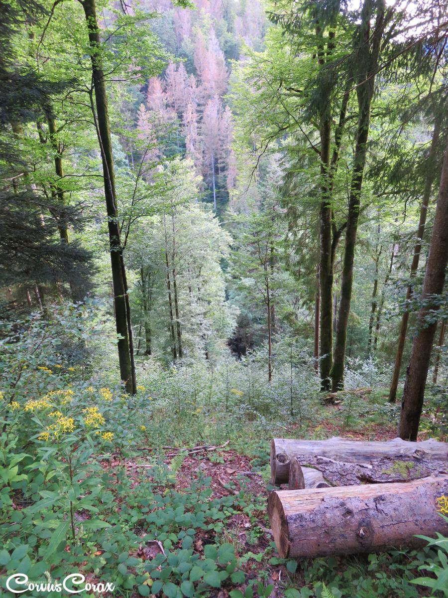 schwandbachaugust2021