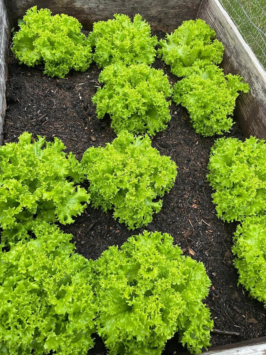 Hochbeet Salat