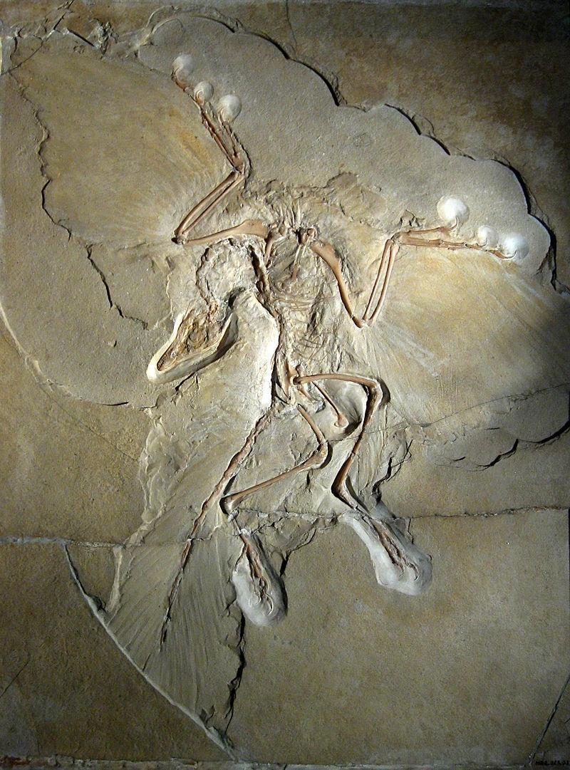 800px-Archaeopteryx lithographica 28Berl