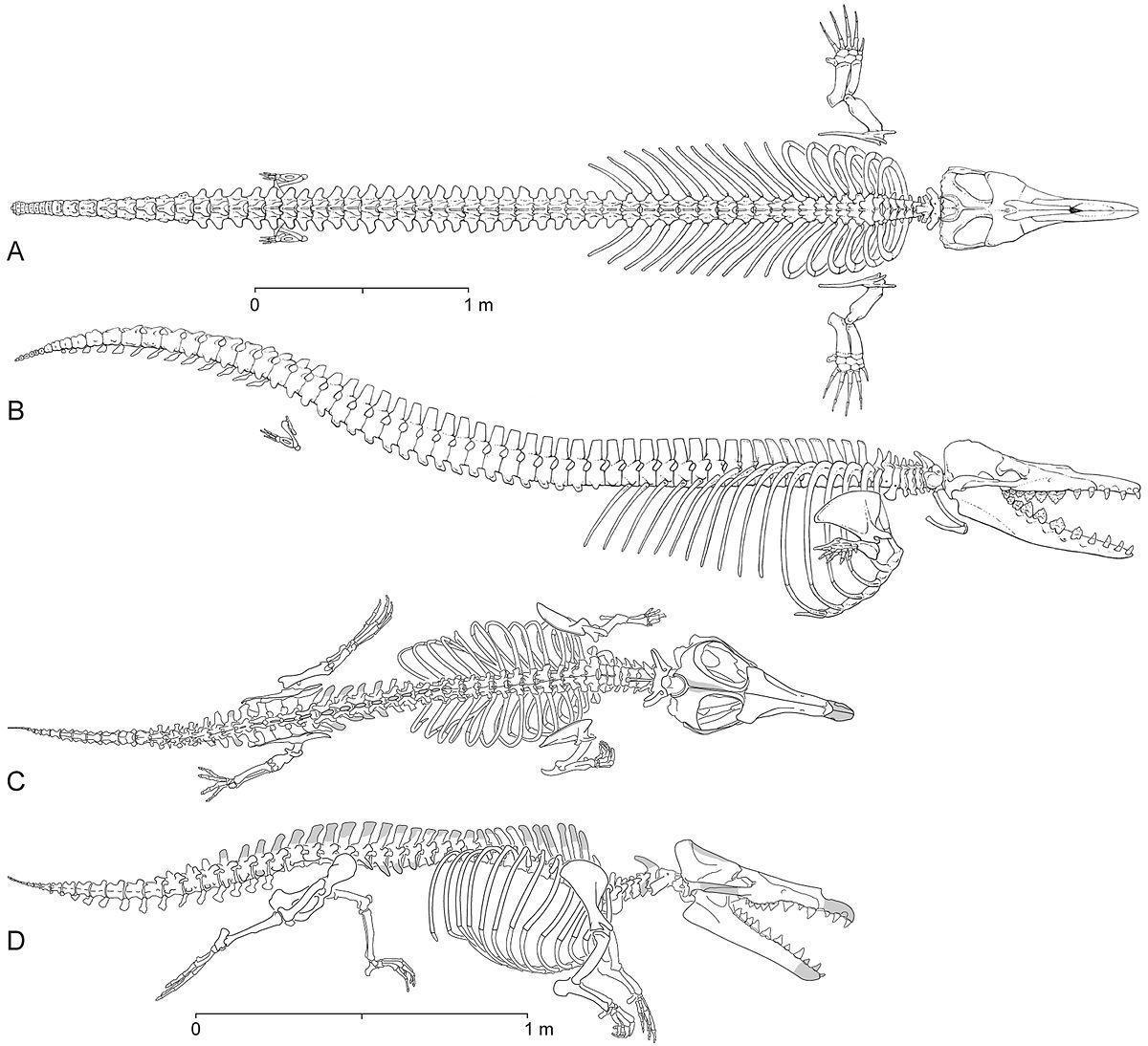 1200px-Dorudon atrox and Maiacetus inuus