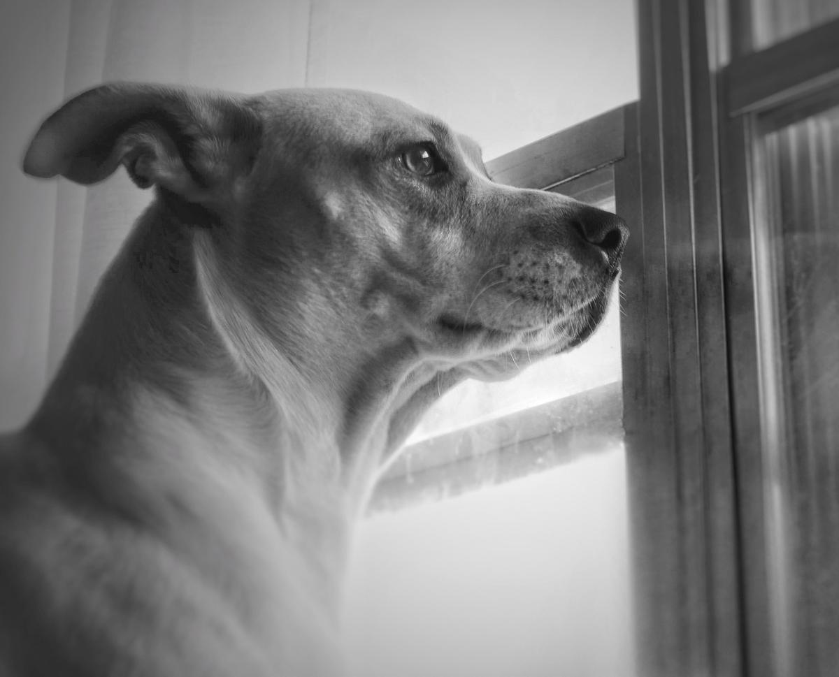 hund denkt ...1 - Copy