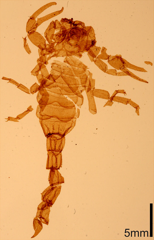 Pulmonoscorpius kirktonensis juvenile sp