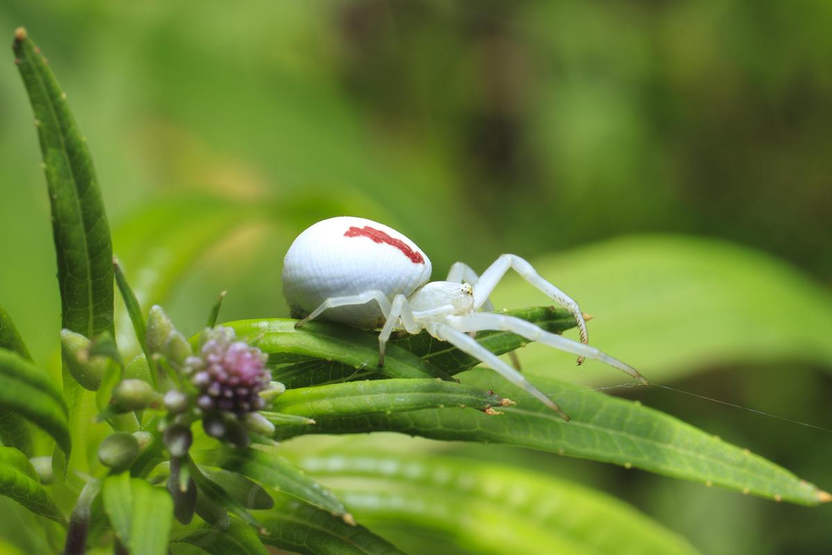 i-found-a-pair-of-misumena-vatia-sportin