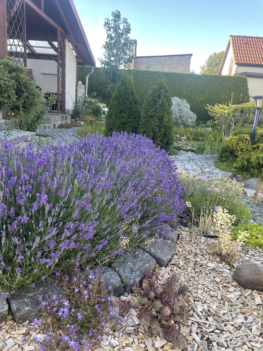 IMG 7509