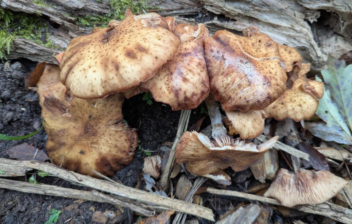 e8b35f94-1a3b-4d01-9822-43af94571717 cop