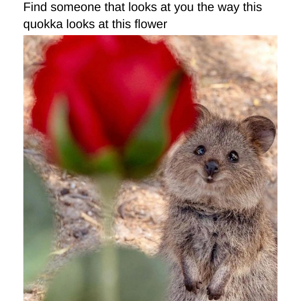 quokka meme - Copy
