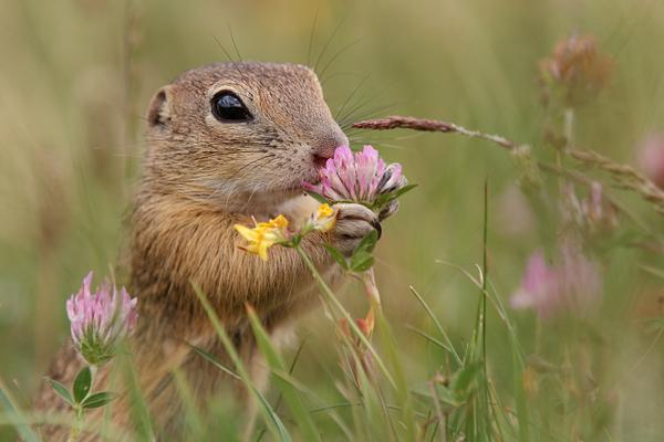 322136541e7d spermophilus-citellus-04n