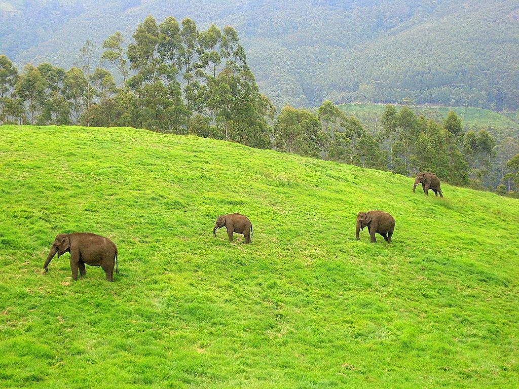 49zopgwkrvfl Elefanten Peryar Park