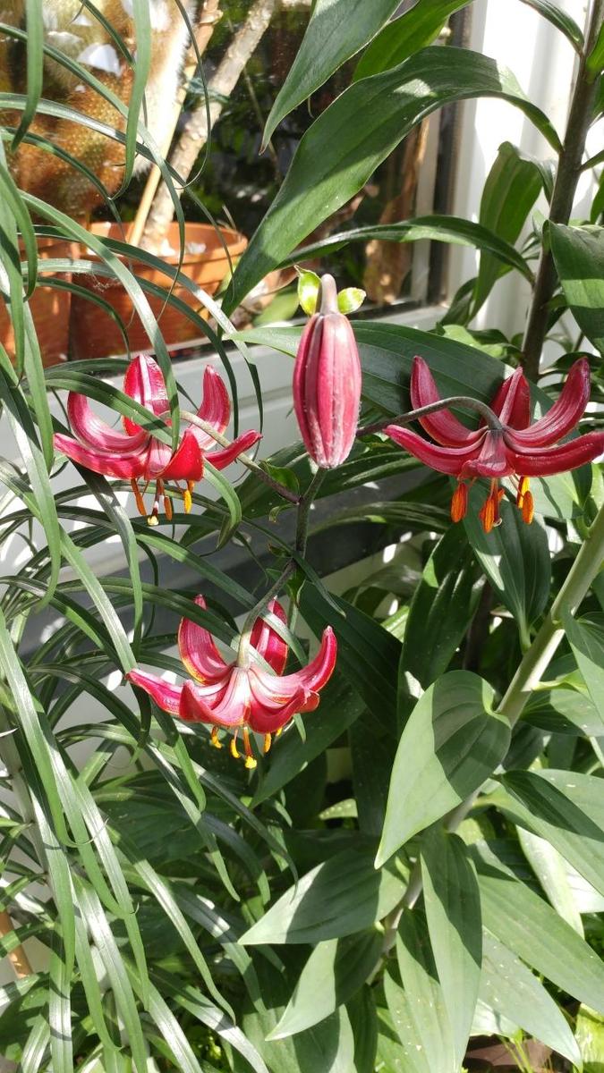 5b43f6fc5c80 Lilium martagon - Kopie