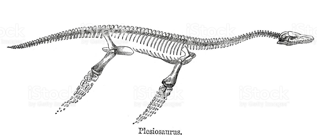 69e38088d6ee Plesiosaurusskelett