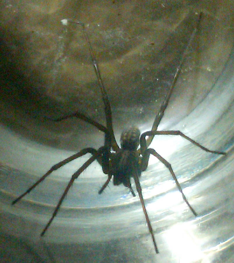 b4f62877e771 Spider01