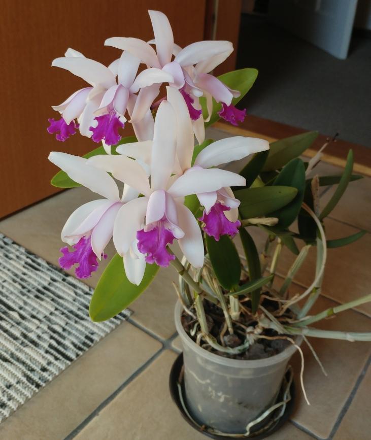 d07a9150b662 Cattleya intermedia - Kopie