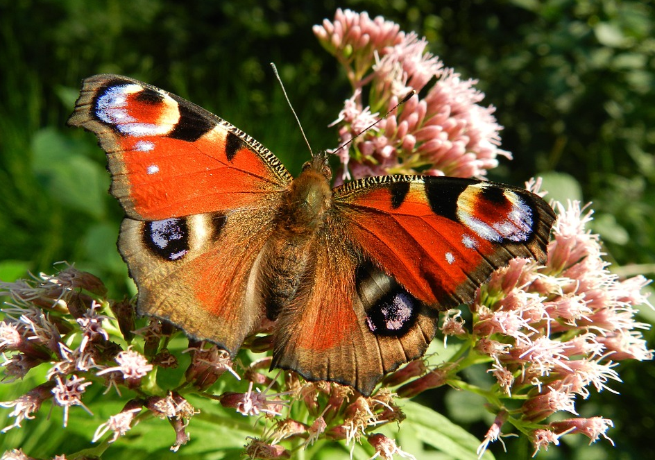 dd09bc25fae8 Schmetterling1