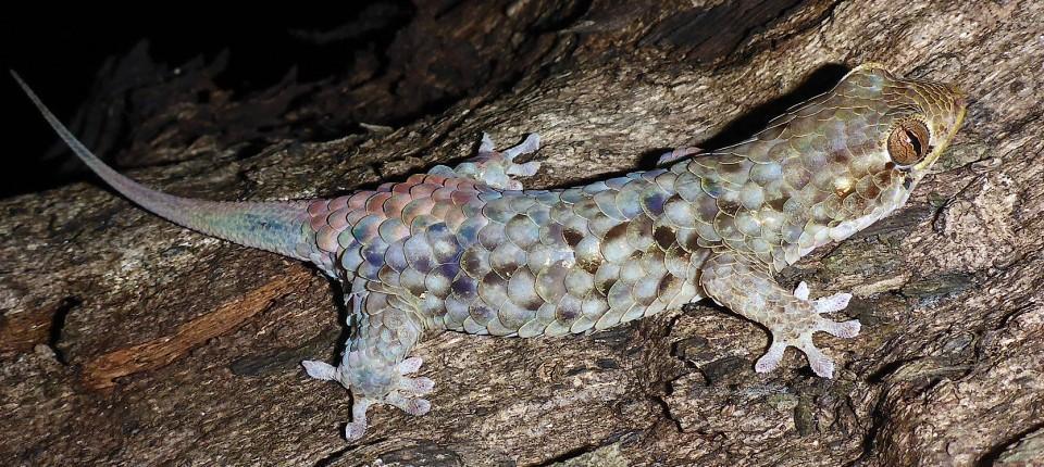 fbf80b0199fd fischschuppengecko-geckolepis