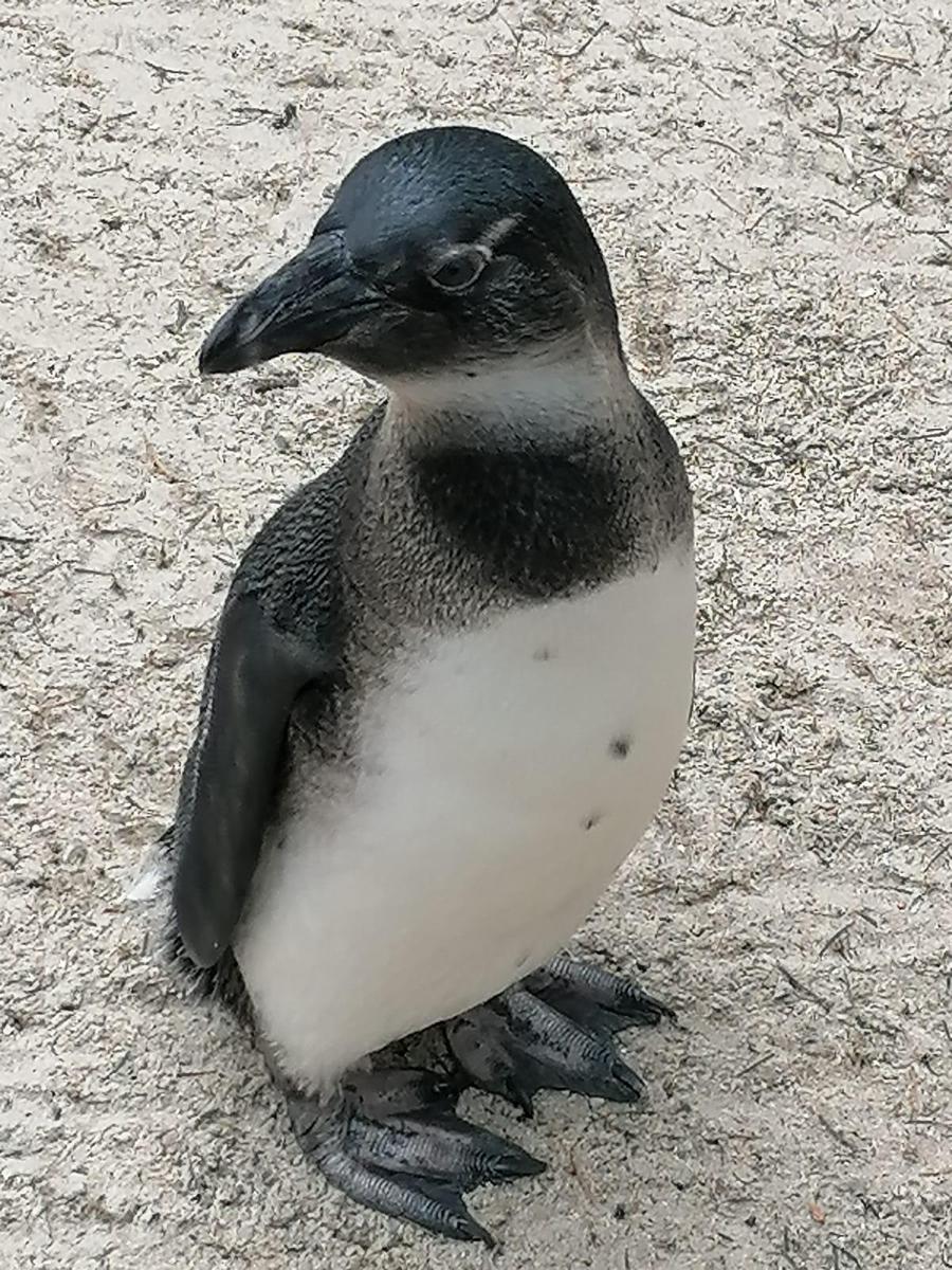 jpslptubkndx Pinguin