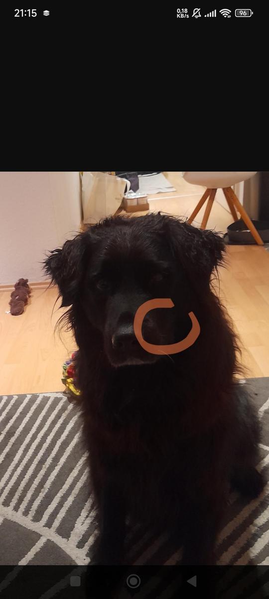 Screenshot 2026-02-03-21-15-55-145 de.al