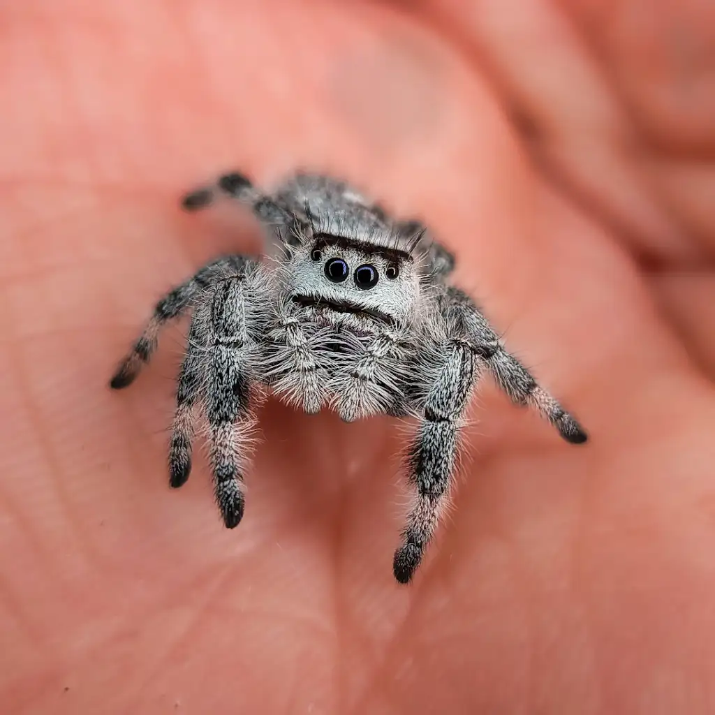 Springspinne