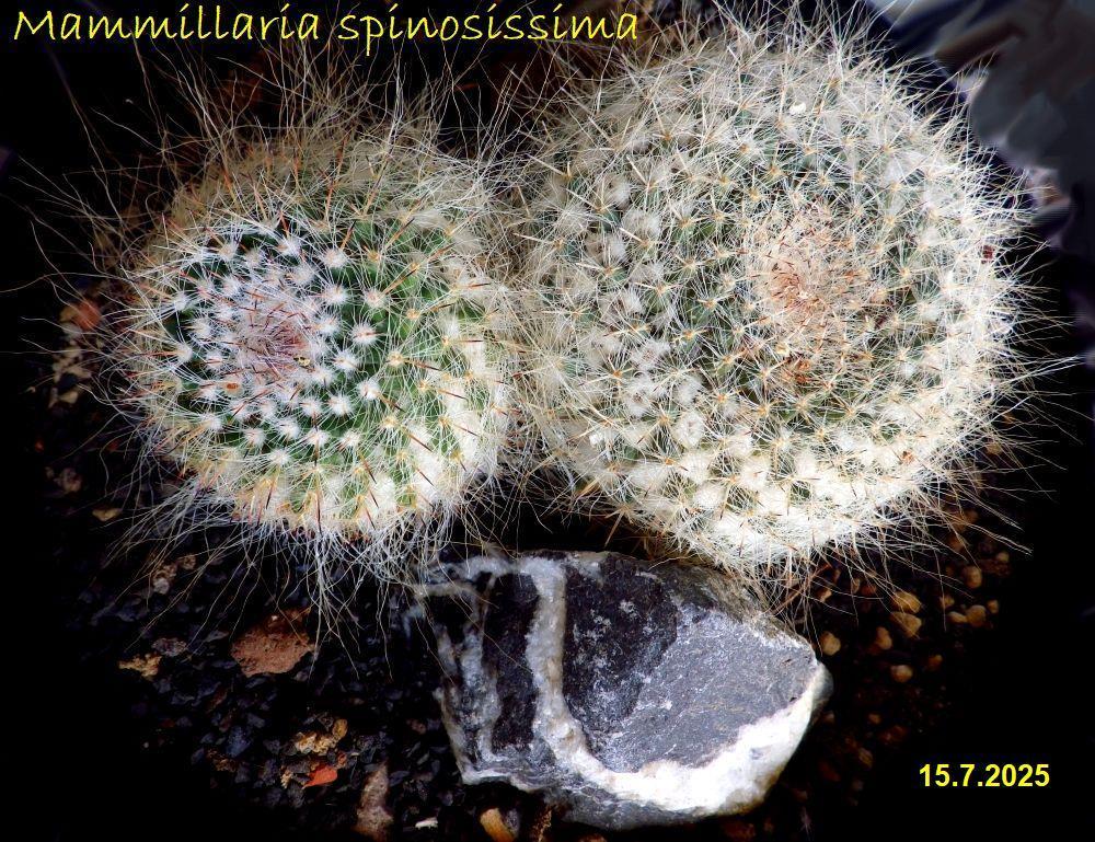IMGP0443