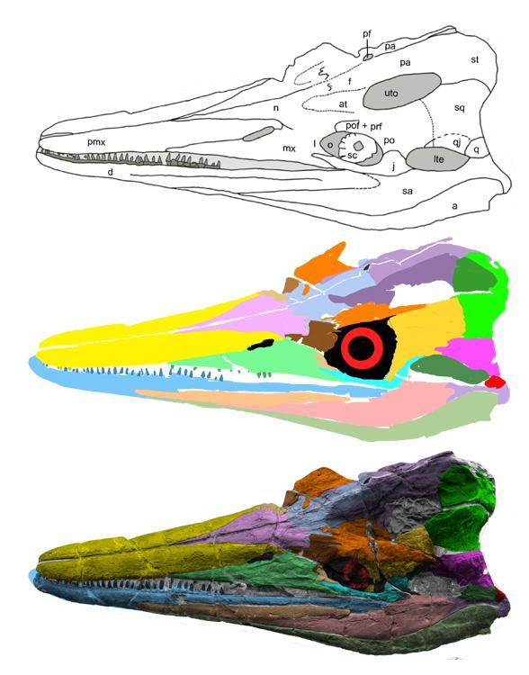 cymbospondylus youngorum skull588