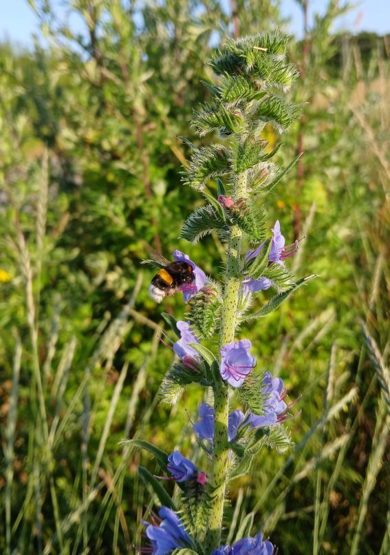 Gewhnlicher Natternkopf Hummel