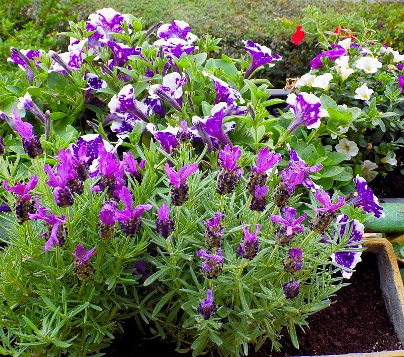  KK 0951 Calibrachoa-Lavendula-Petunis N