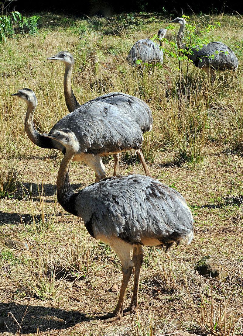 Grupo de Emas - Rhea americana