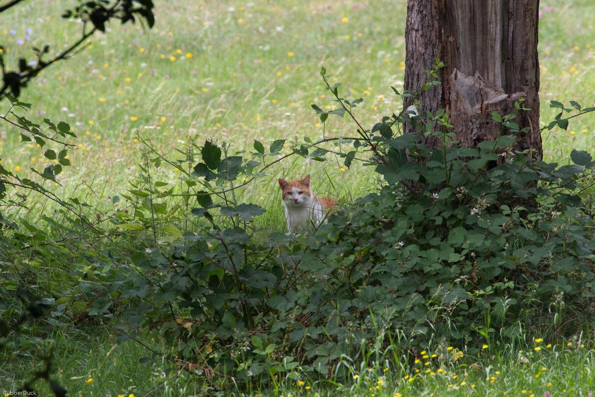 Nachbars Katze