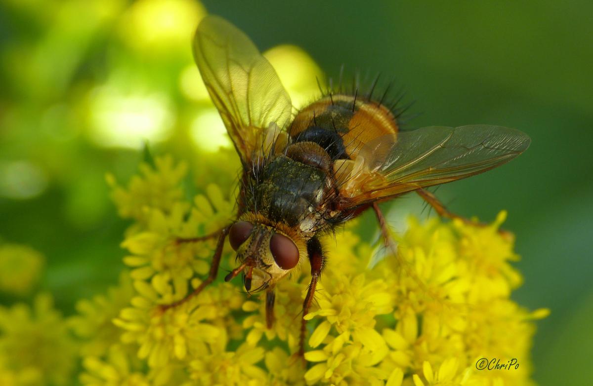 Igelfliege 28629