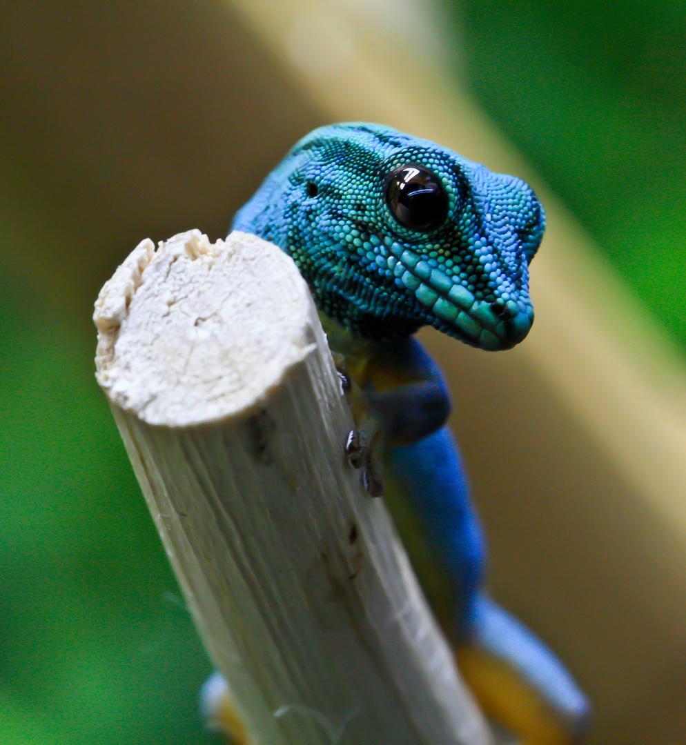 himmelblauer-zwergtaggecko-lygodactylus-