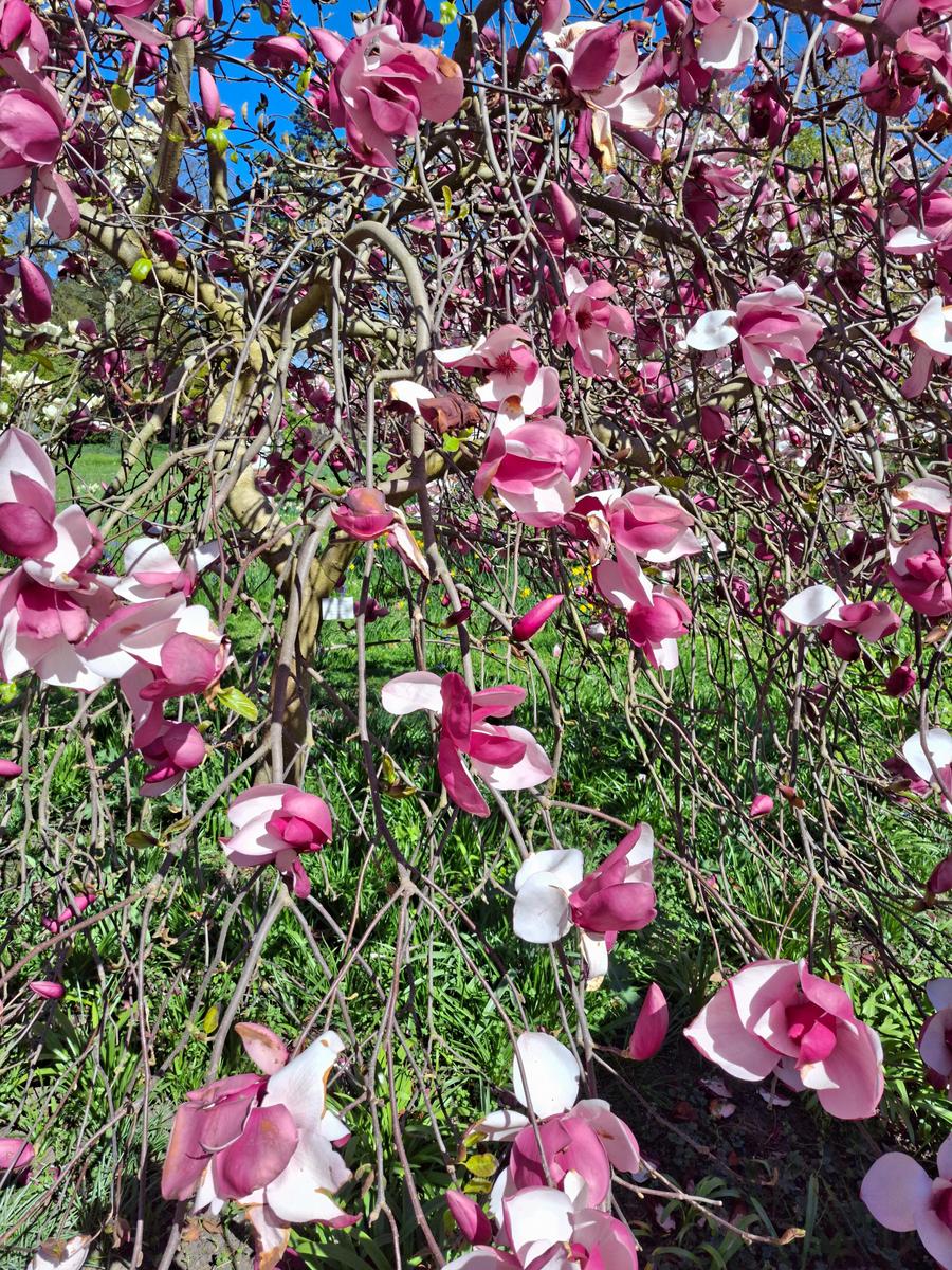 Palmengarten 077