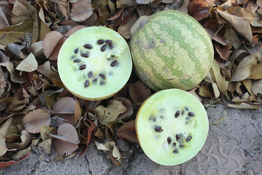 J04-KMS-MELON-0751