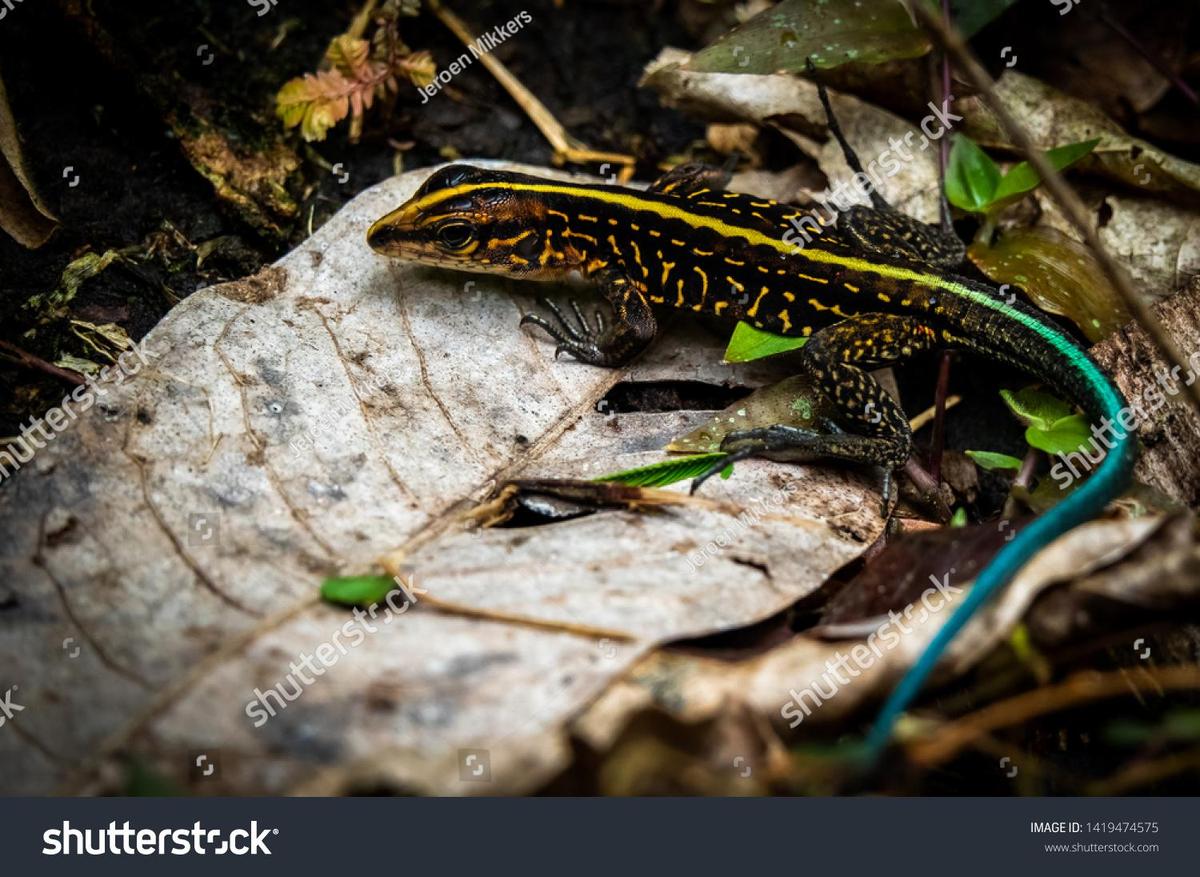 stock-photo-holcosus-festiva-middle-amer