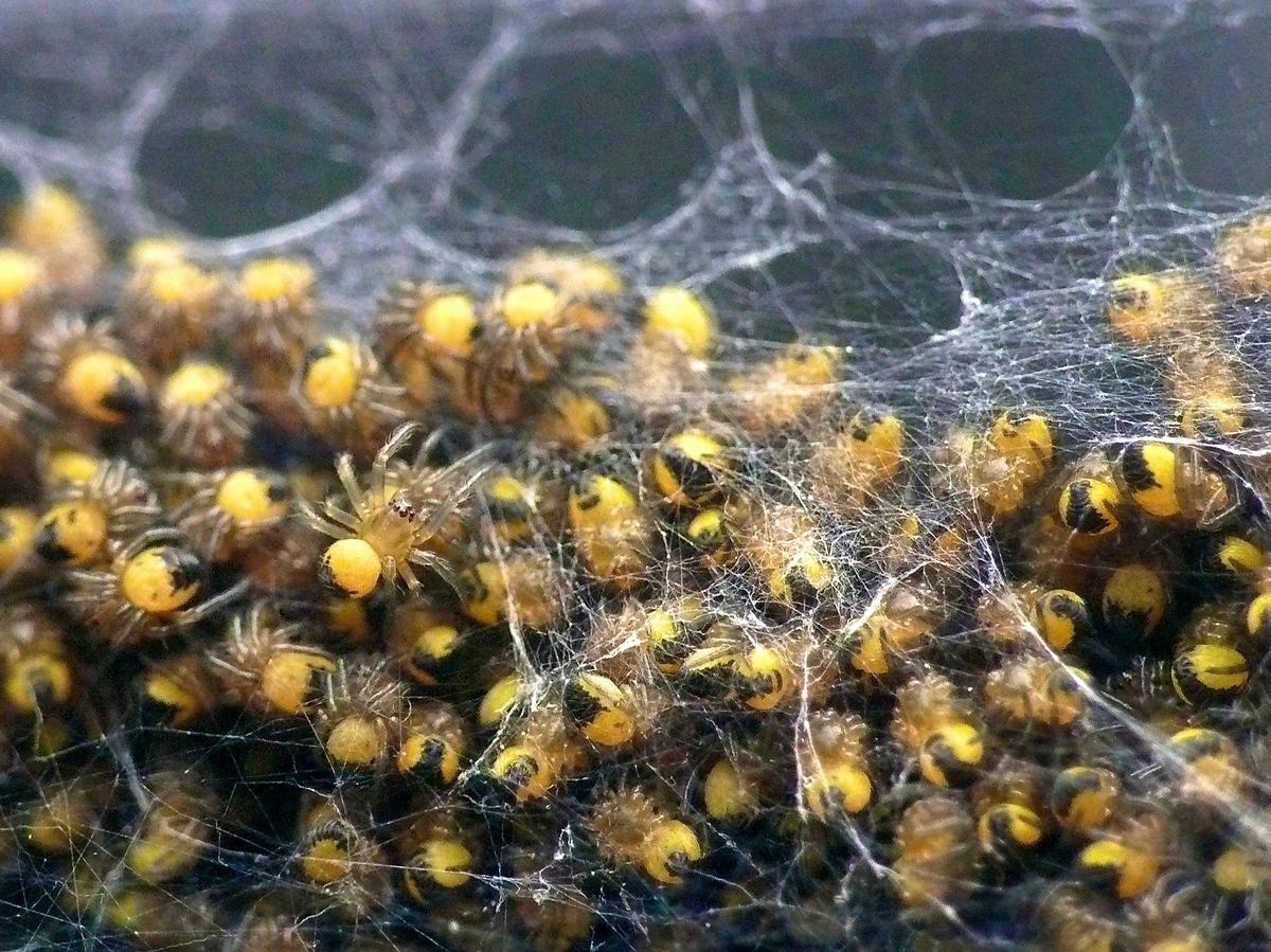 Black and Yellow Spiderlings