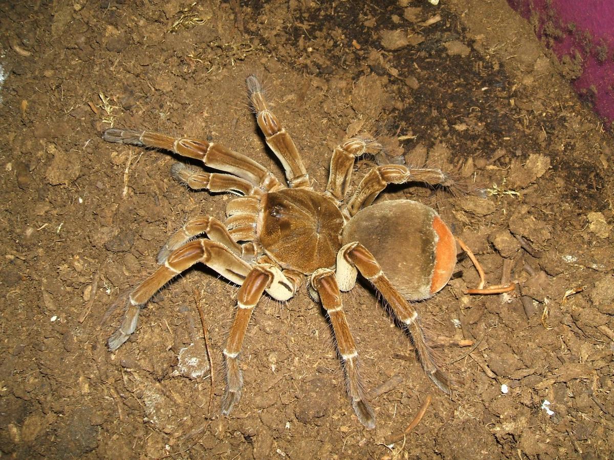 Theraphosa stirmi