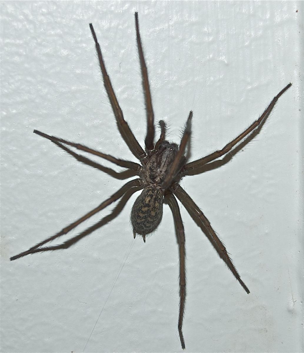 Grosse winkelspinne