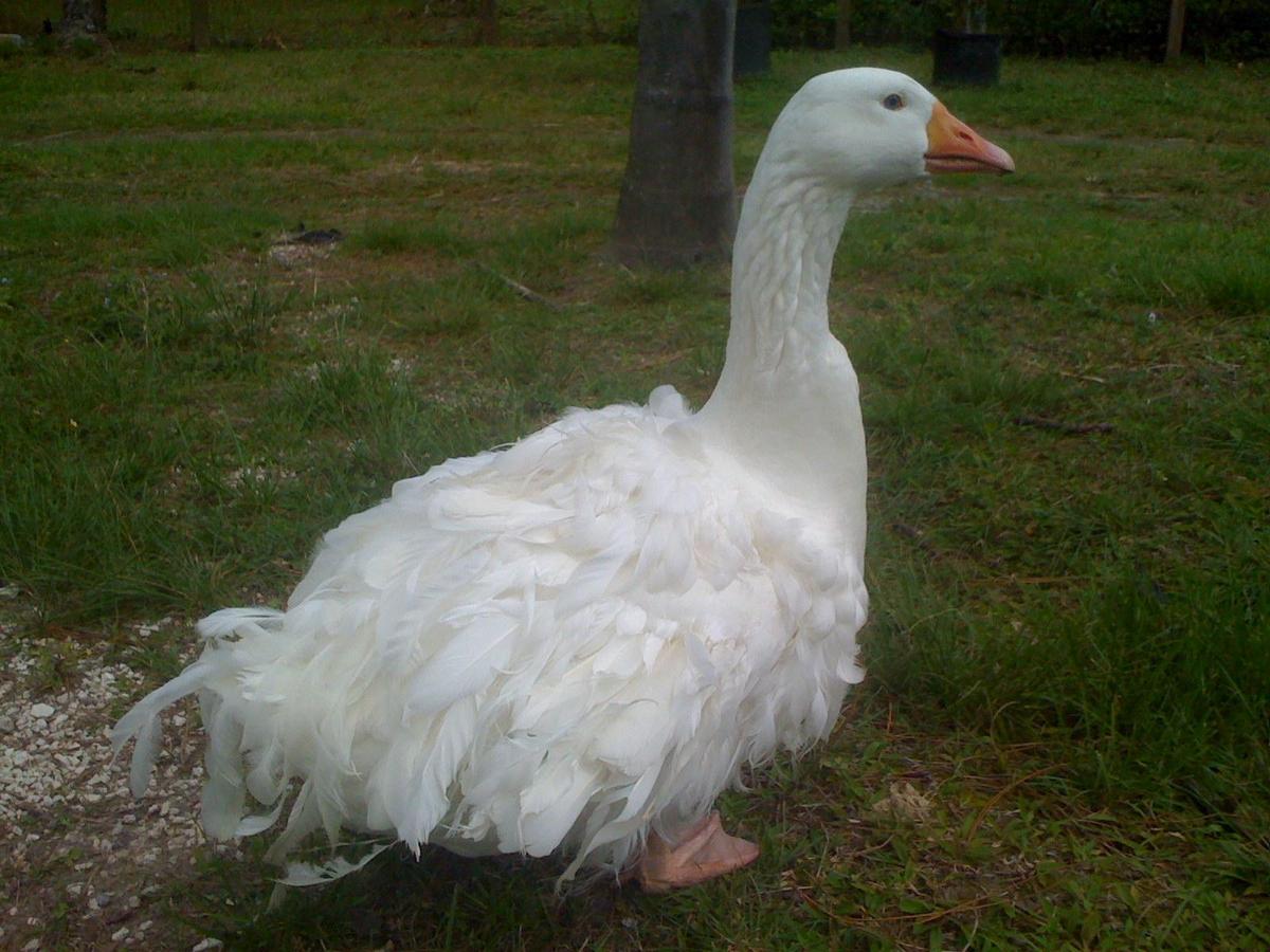 White Sebastopol Goose