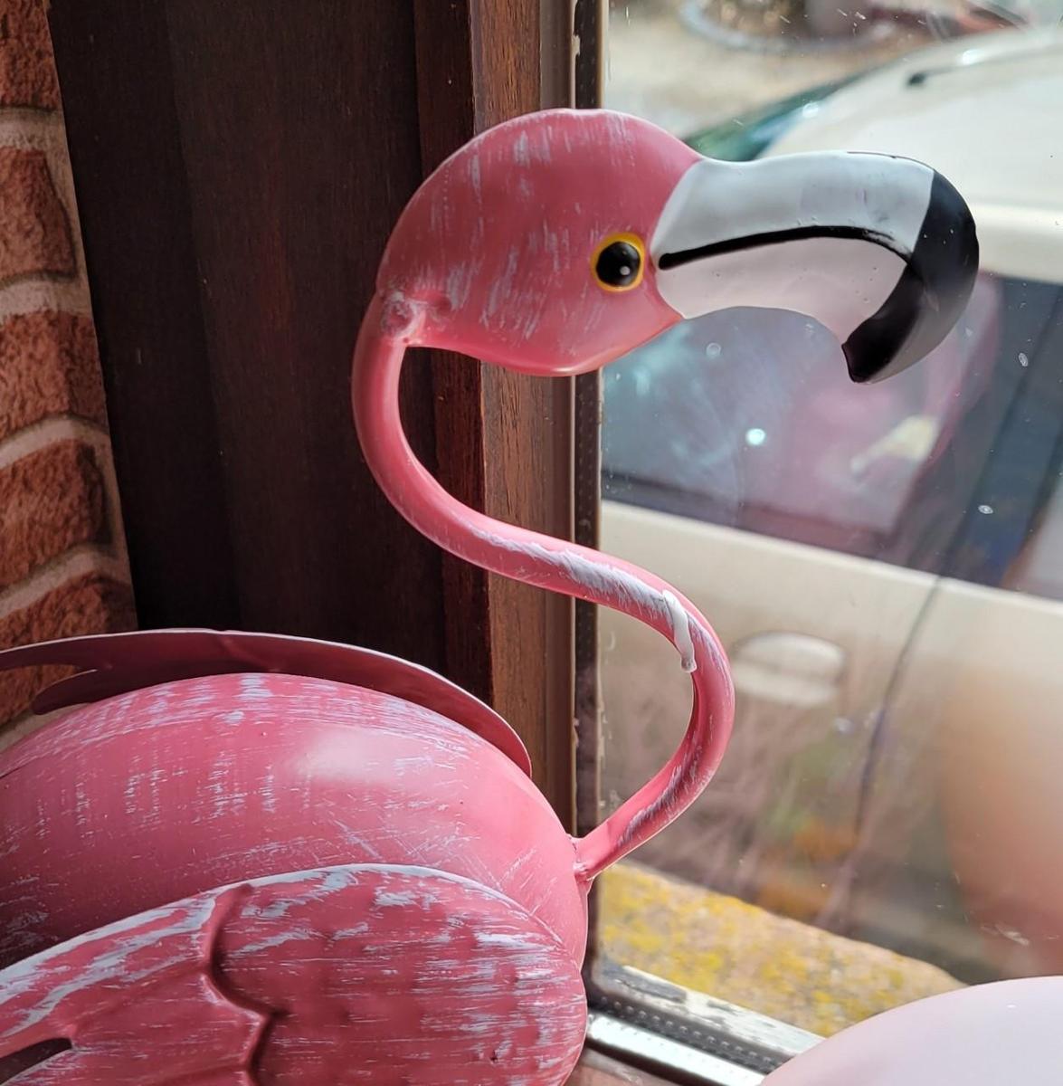 flamingo-2