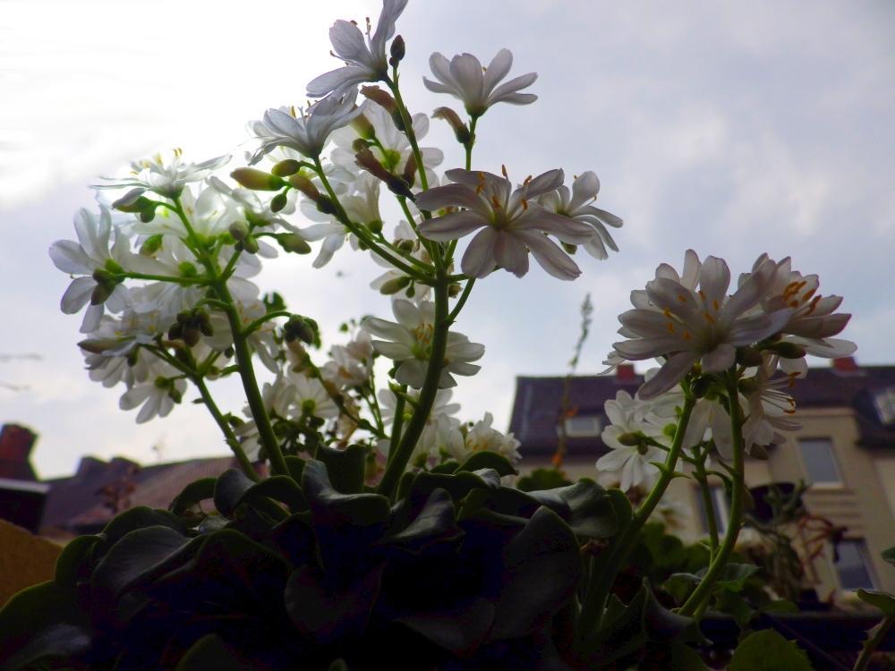 IMGP0609
