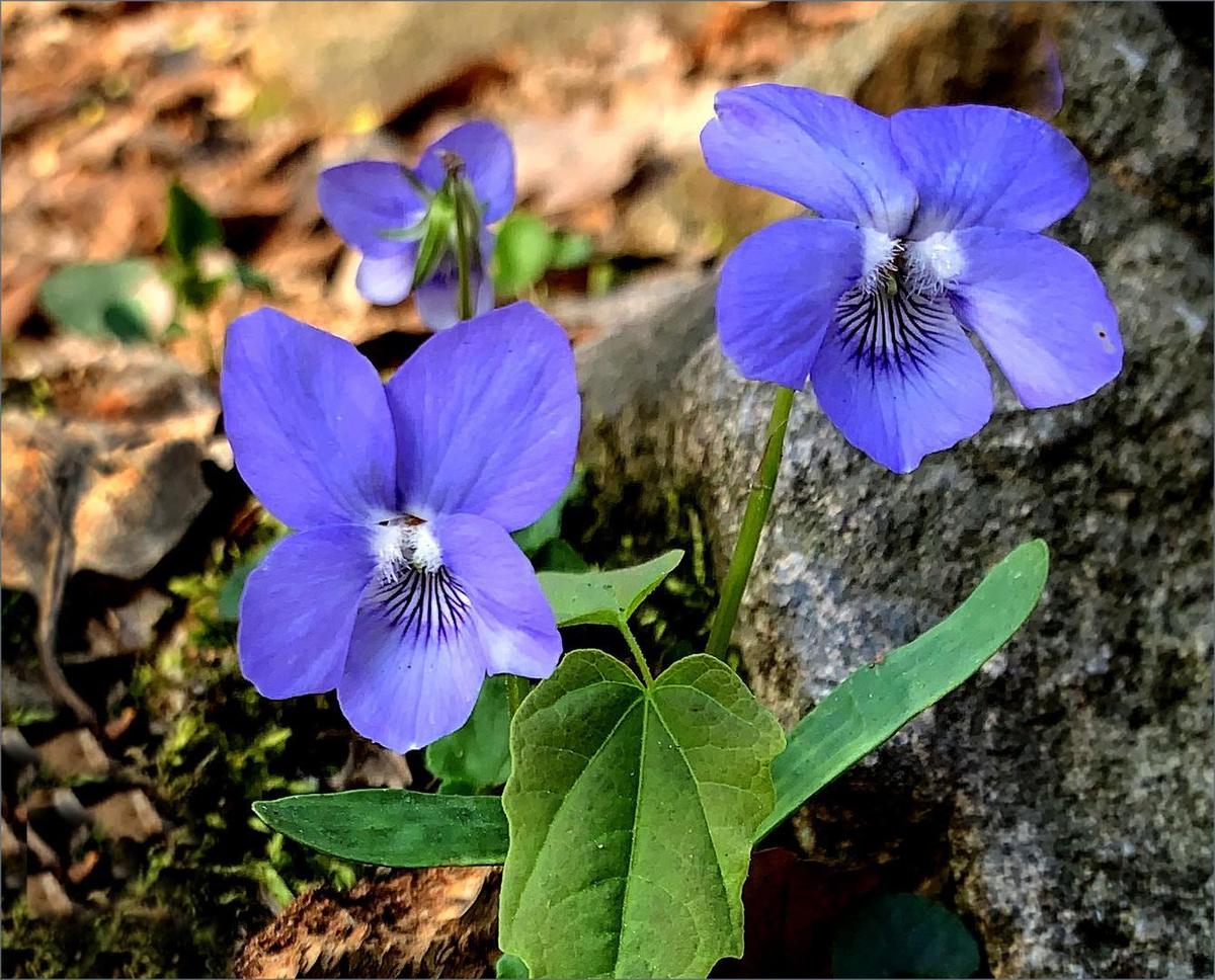 veilchen-viola-odorata-a595f83f-9ee6-4b6