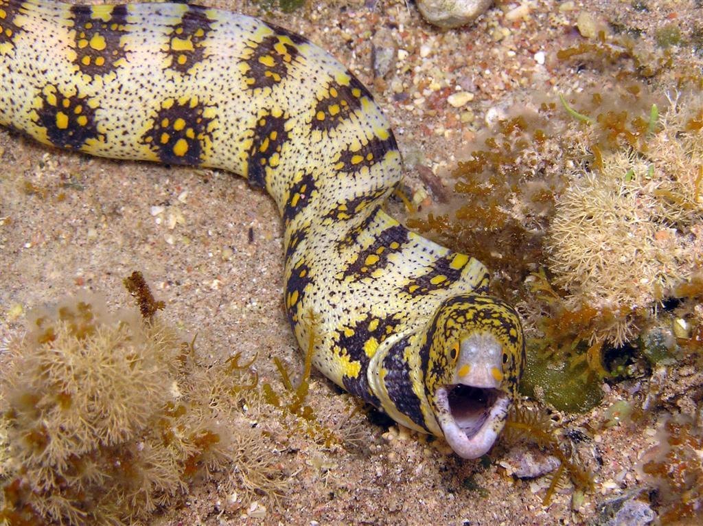 Snowflake Moray