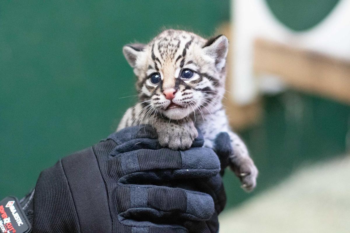 Ocelot