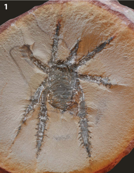 Douglassarachne acanthopoda