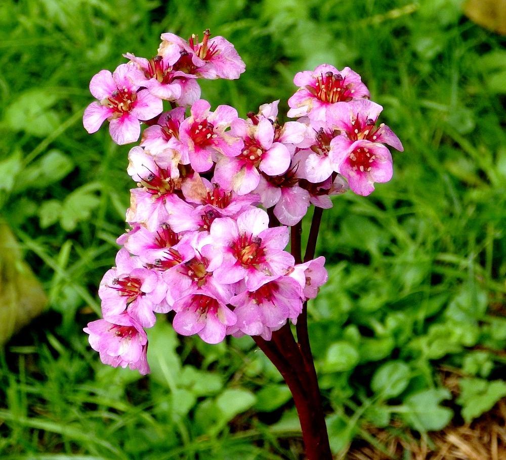 IMGP1248