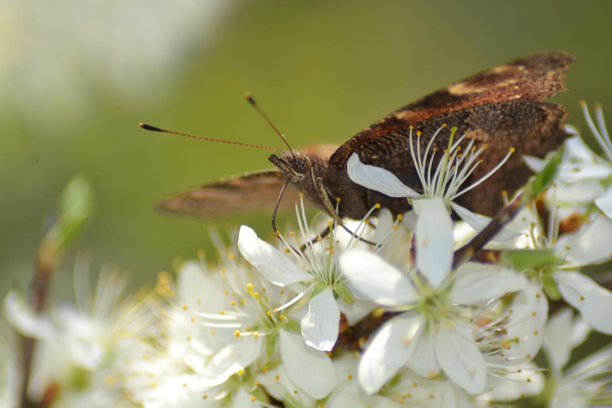 Schmetterling 1