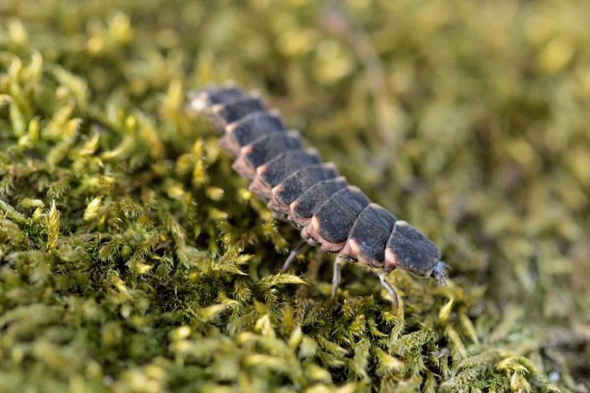 coleoptera-lampyridae-lampyris-noctiluca