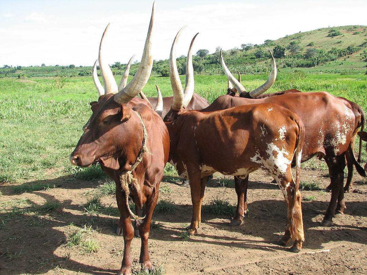 1280px-Ankole Cattle